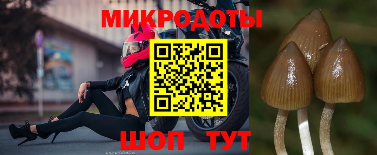 Псилоцибиновые грибы Cubensis Прокопьевск